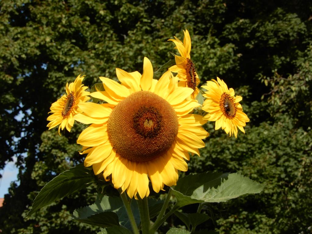 Bild und Gedicht des Monats Oktober